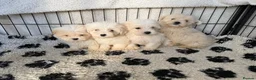 Mixed Breed dogs for sale: Cotonoodle pups ready now  - Advert 4