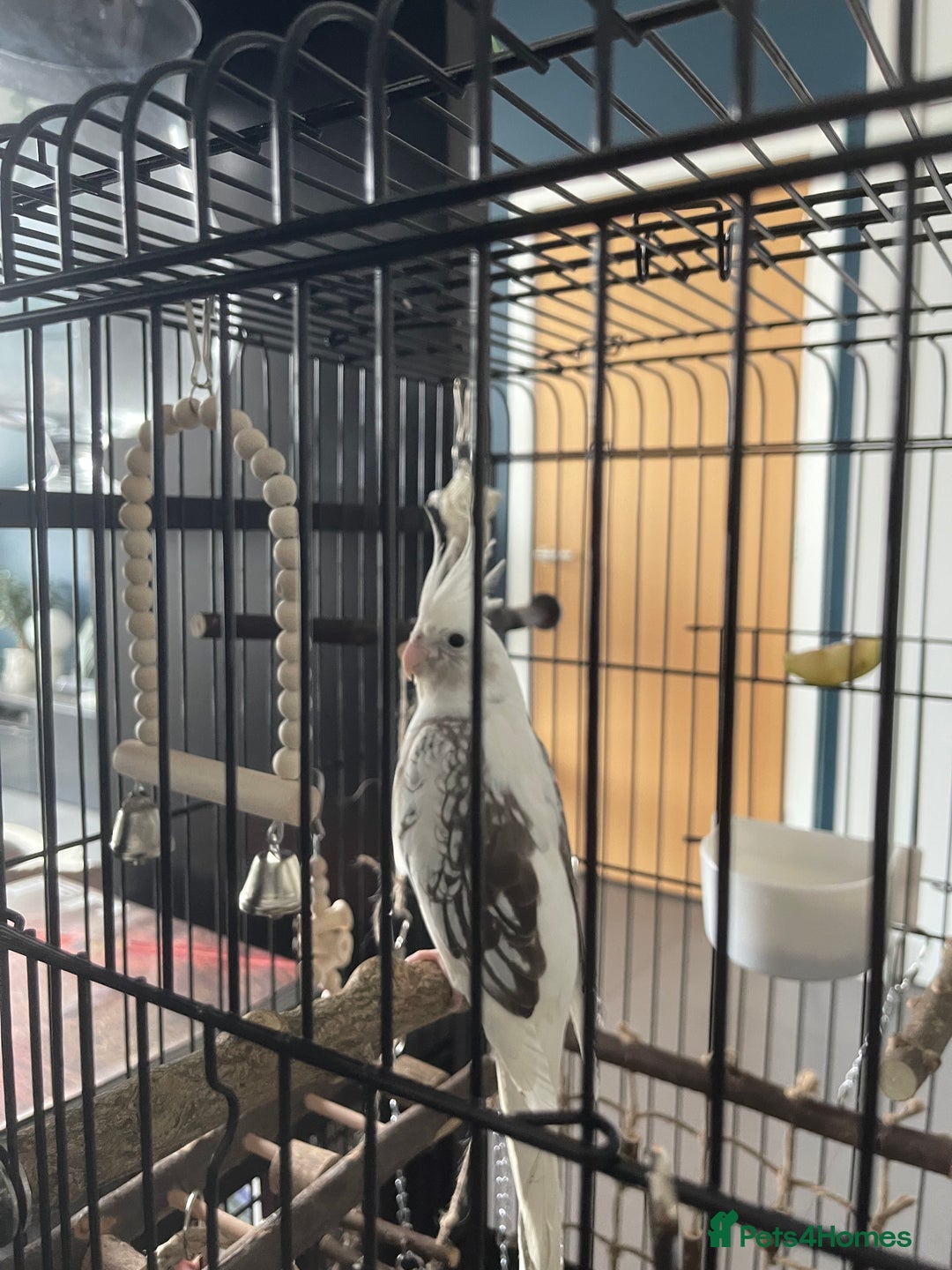 Cockatiels birds for sale: Stunning show worthy cockatiel for sale - Image 5