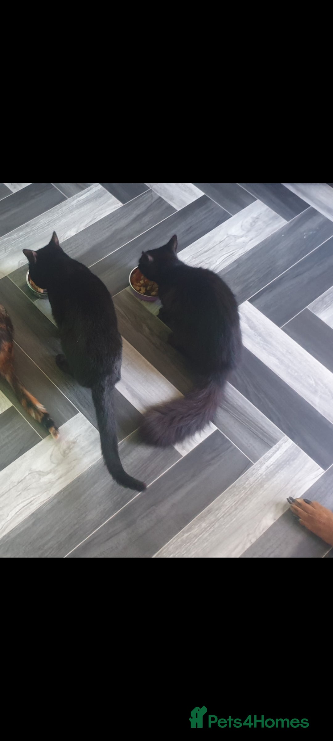British Longhair cats for sale: Male and female cats free  - Image 5