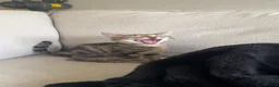 Domestic Shorthair cats for sale: small tabby ready to go to a caring home. - Advert 4