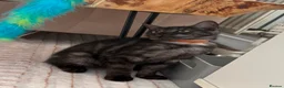 Mixed Breed cats for sale: Beautiful Female Kitten Ready for Her New Home! 🐾 - Advert 13