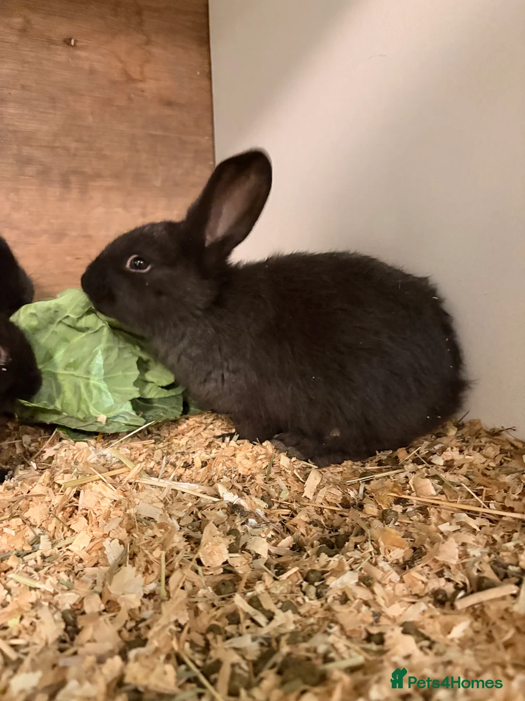 French Lop rabbits for sale: French lop babies - Advert 3