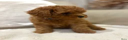 Cavapoo dogs for sale: Cavapoo puppies (Extensively health tested) F1b  - Advert 7