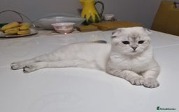 Scottish Fold cats for sale: Scottish Fold Kittens. Vaccinated, Last one left! - Image 17