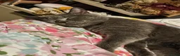 British Shorthair cats for sale: 💙 Stunning British Shorthair Blue Boy  in London - Advert 5