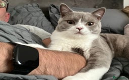 British Shorthair cats for sale: Beautiful BH Bicolour Kittens. Ready now! - Image 17