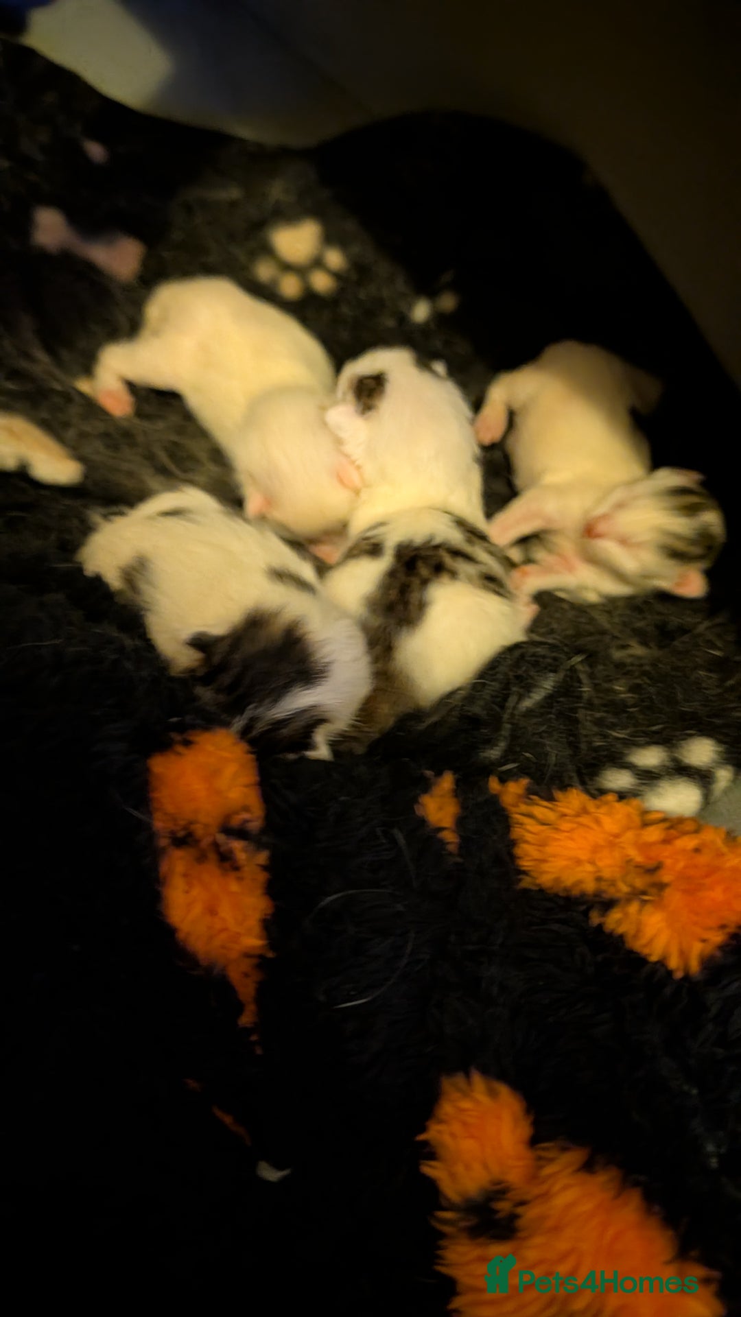 Domestic Shorthair cats for sale: 2 kitten for salle - Image 2