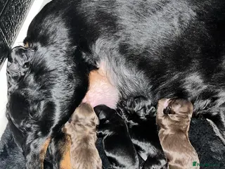 Cockapoo dogs Stunning Cockapoo puppies - Advert 1