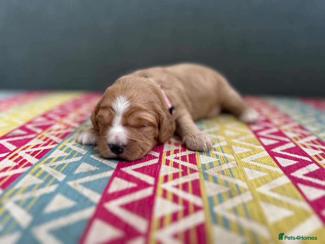 Cockapoo dogs for sale: Beautiful Cockapoo’s - Advert 7