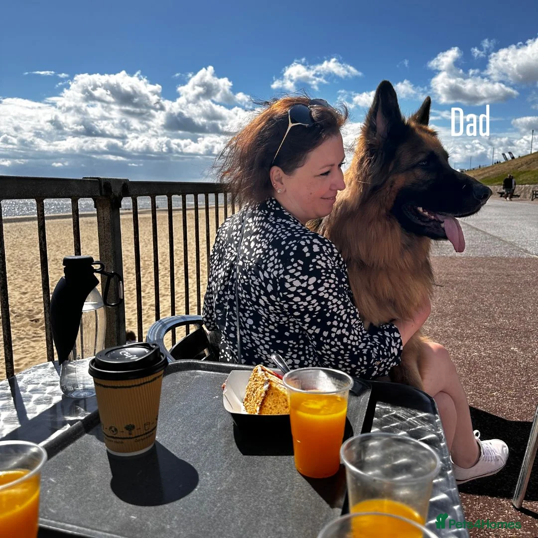 German Shepherd dogs for sale: 2 long-haired German Shepherd puppies for sale in Haverhill - Advert 2