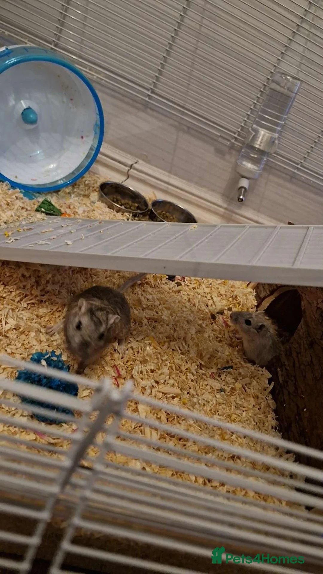 Gerbil rodents for sale: 2 boy gerbils  - Advert 1