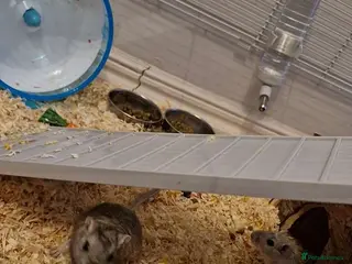Gerbil rodents 2 boy gerbils - Advert 7