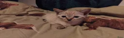 British Shorthair cats for sale: x 1 female kitten for sale  - Advert 15