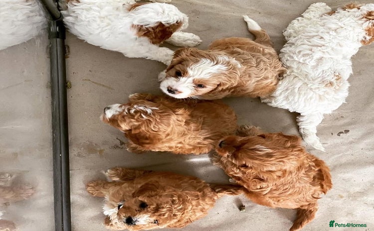 Cavapoo dogs Toy Cavoodles, happy and healthy, F1 Clear - Advert 10