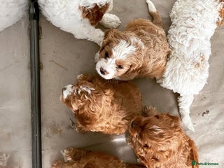 Cavapoo dogs Toy Cavoodles, happy and healthy, F1 Clear - Advert 7