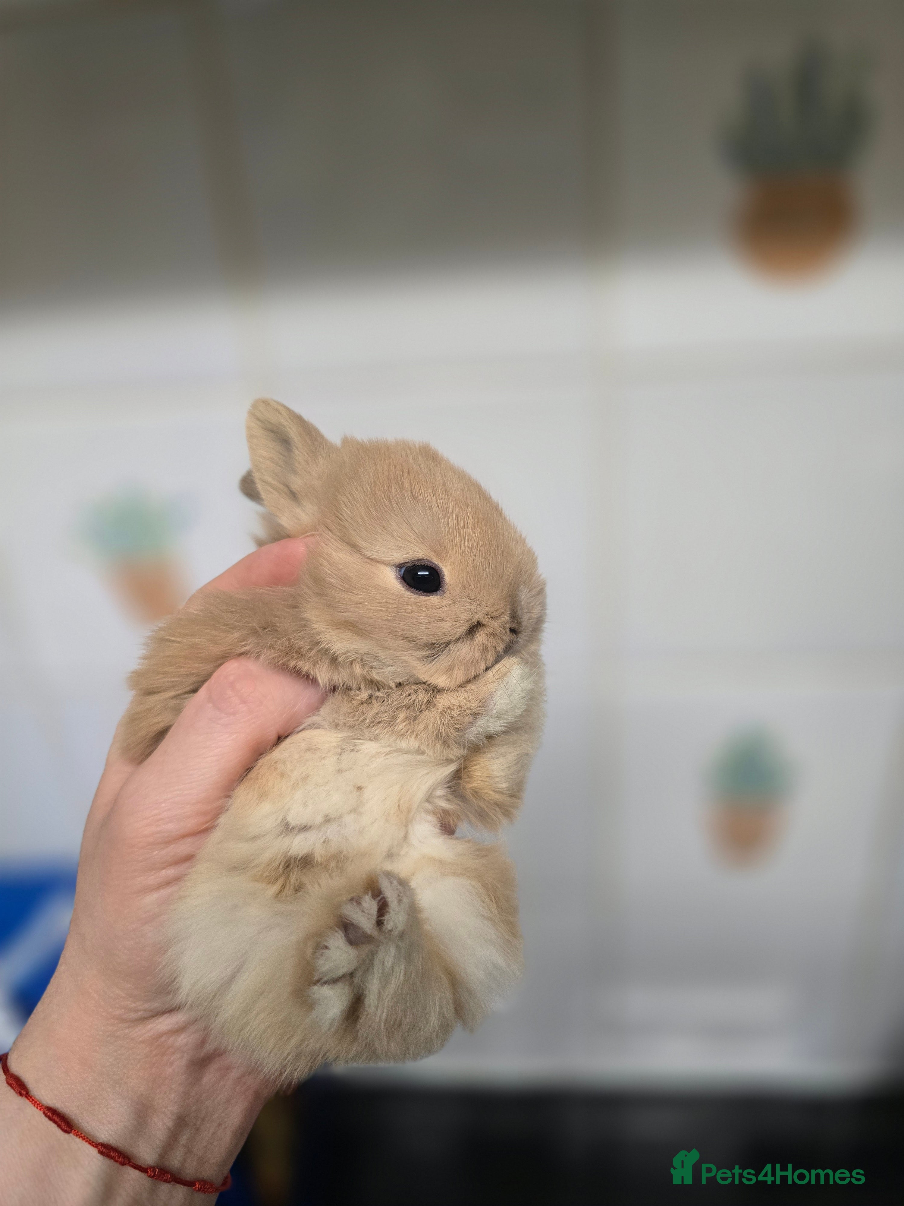 Netherland Dwarf rabbits Netherland dwarf babies bunnies - Advert 10