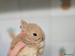 Netherland Dwarf rabbits Netherland dwarf babies bunnies - Advert 10