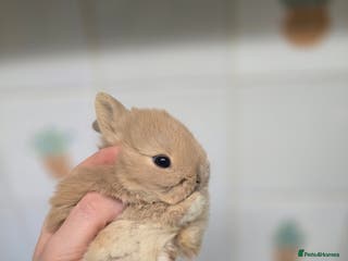 Netherland Dwarf rabbits Netherland dwarf babies bunnies - Advert 2