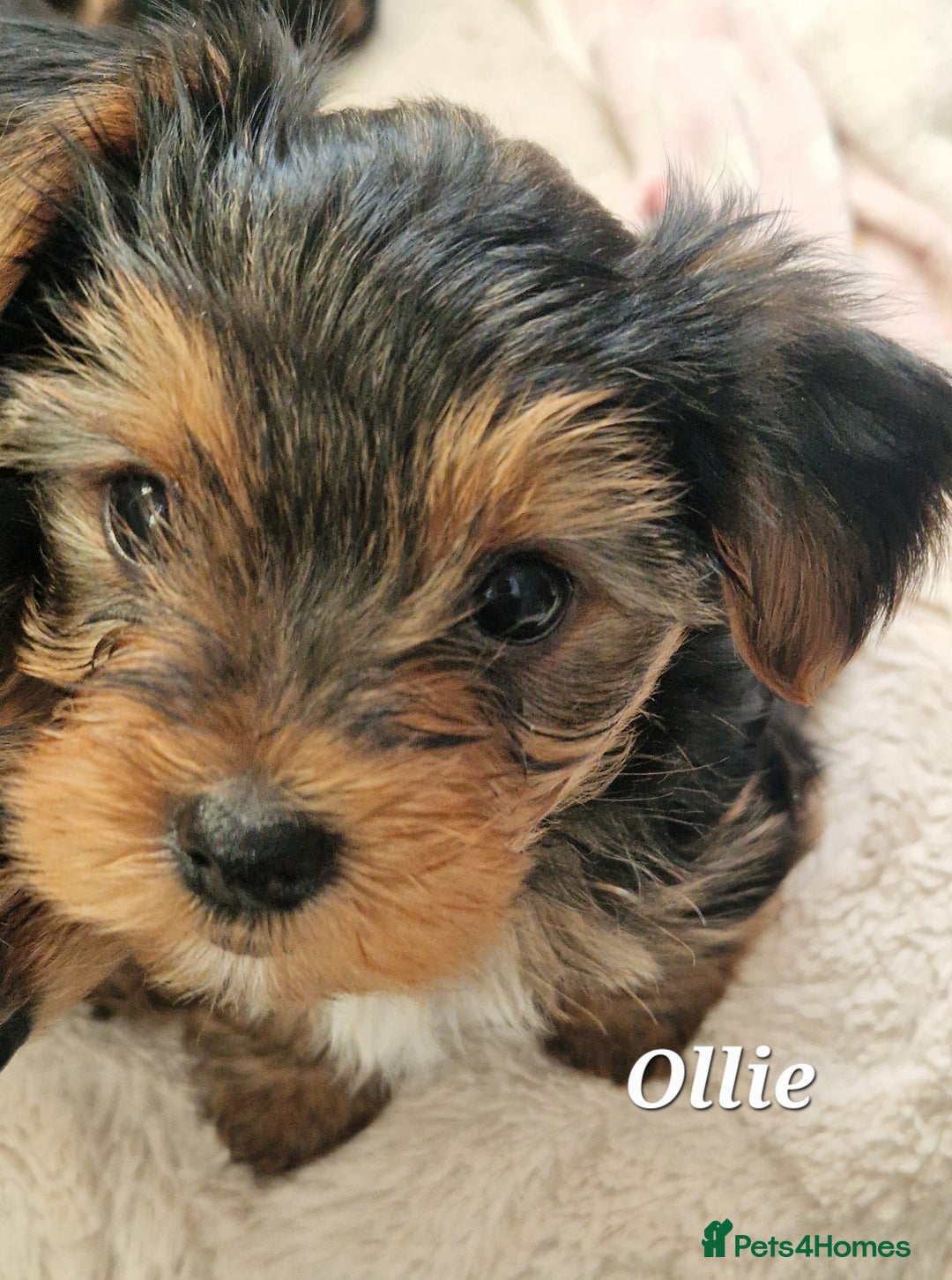Yorkshire Terrier dogs for sale: Beautiful yorkie puppies - Advert 10