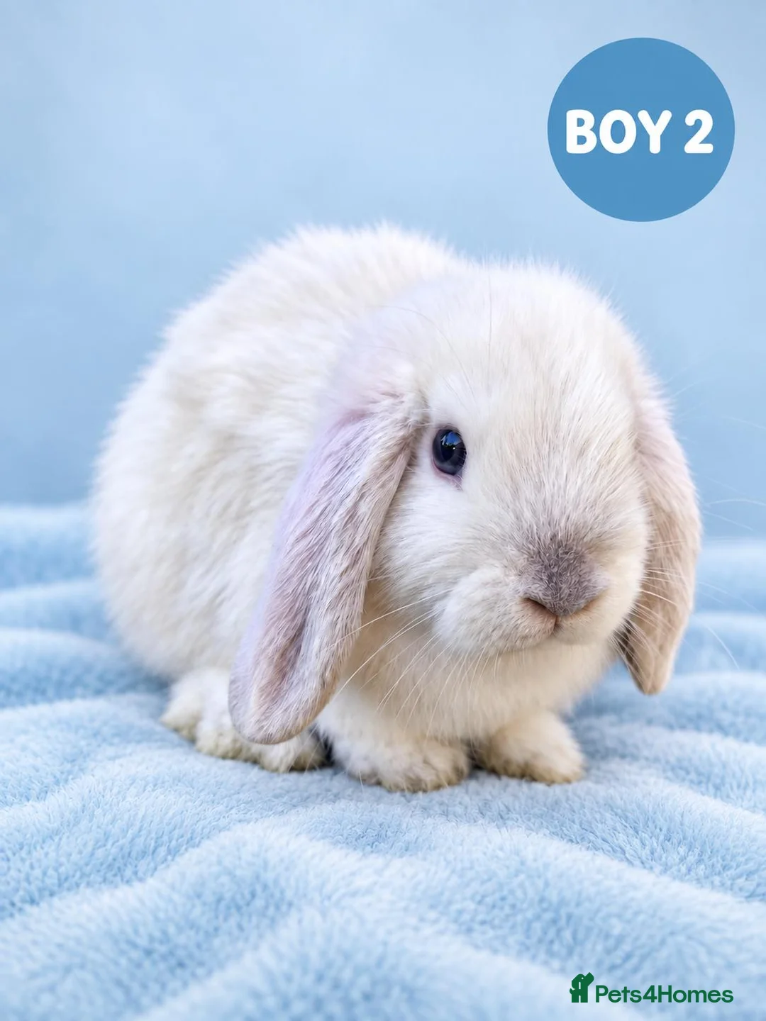 Mini Lop rabbits for sale: Stunning Pure Bred Mini Lops - Advert 3