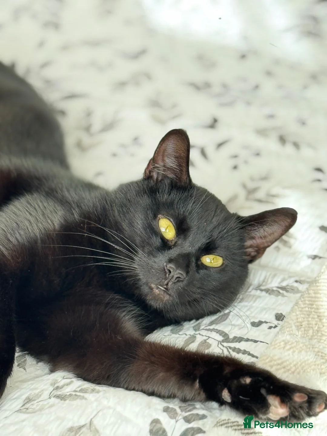 Mixed Breed cats for sale: 2.5 year old male black cat. - Advert 2