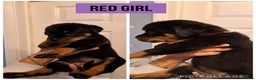 Rottweiler dogs for sale: Rottweiler pups looking for forever homes - Advert 4