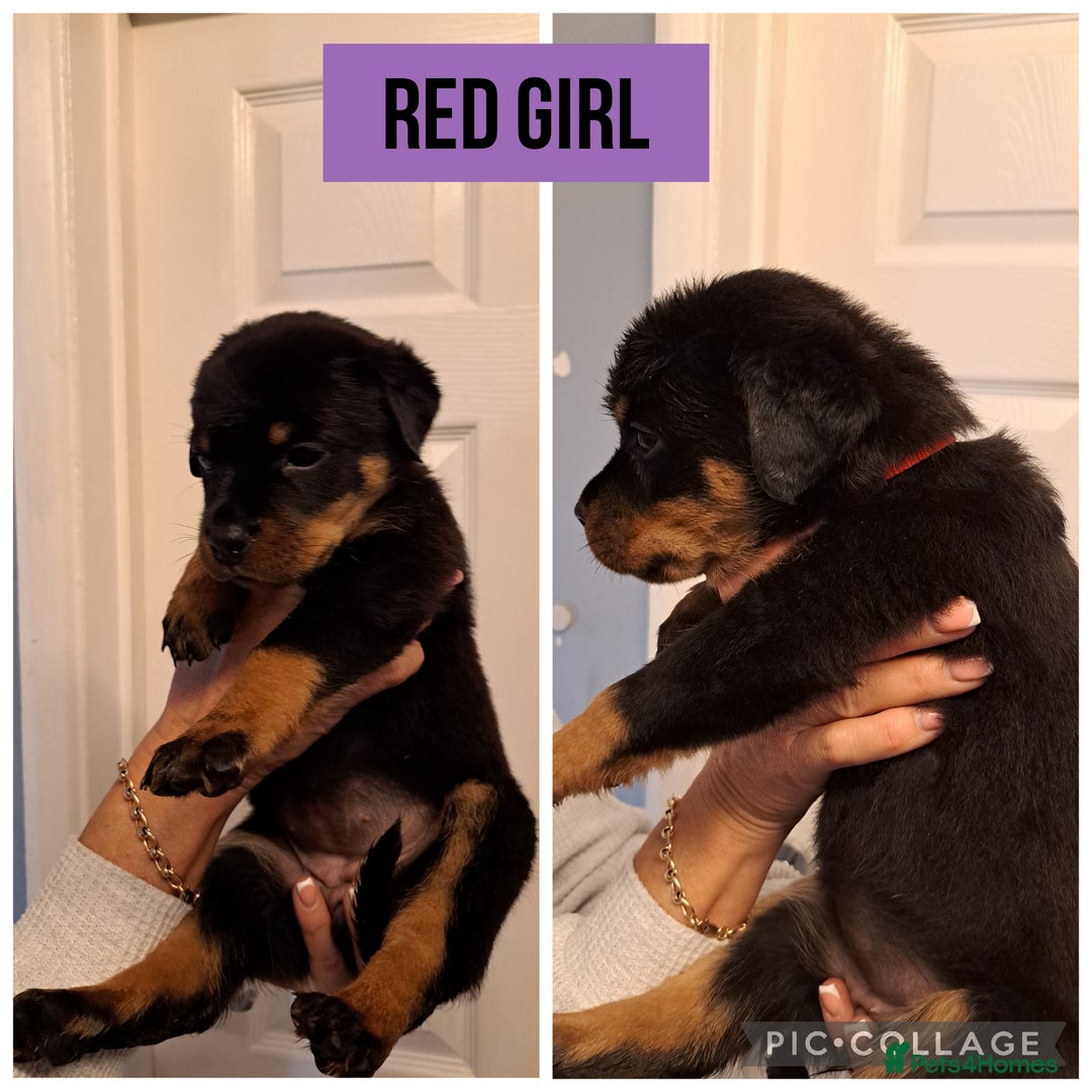 Rottweiler dogs for sale: Rottweiler pups looking for forever homes - Advert 4