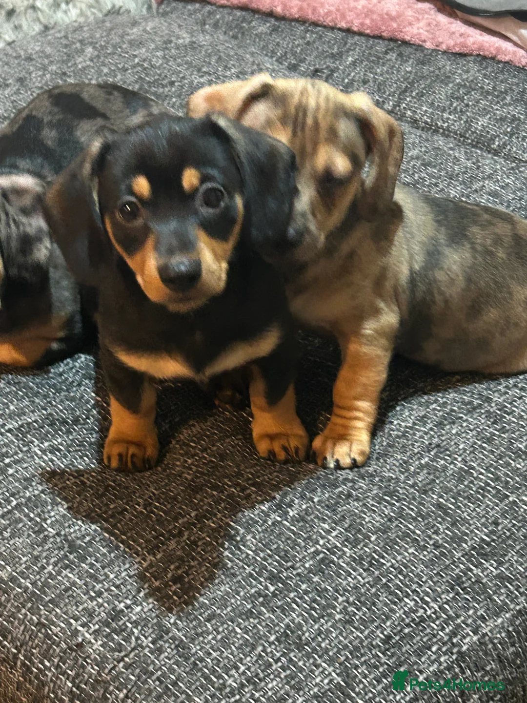 Dachshund dogs for sale: Stunning wee pups  - Advert 6