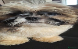 Shih Tzu dogs for sale: Half Imperial Shihtzu Pups (Karashishi Lines)  - Image 7
