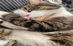 Domestic Shorthair cats for sale: Needs a forever loving home - Image 4