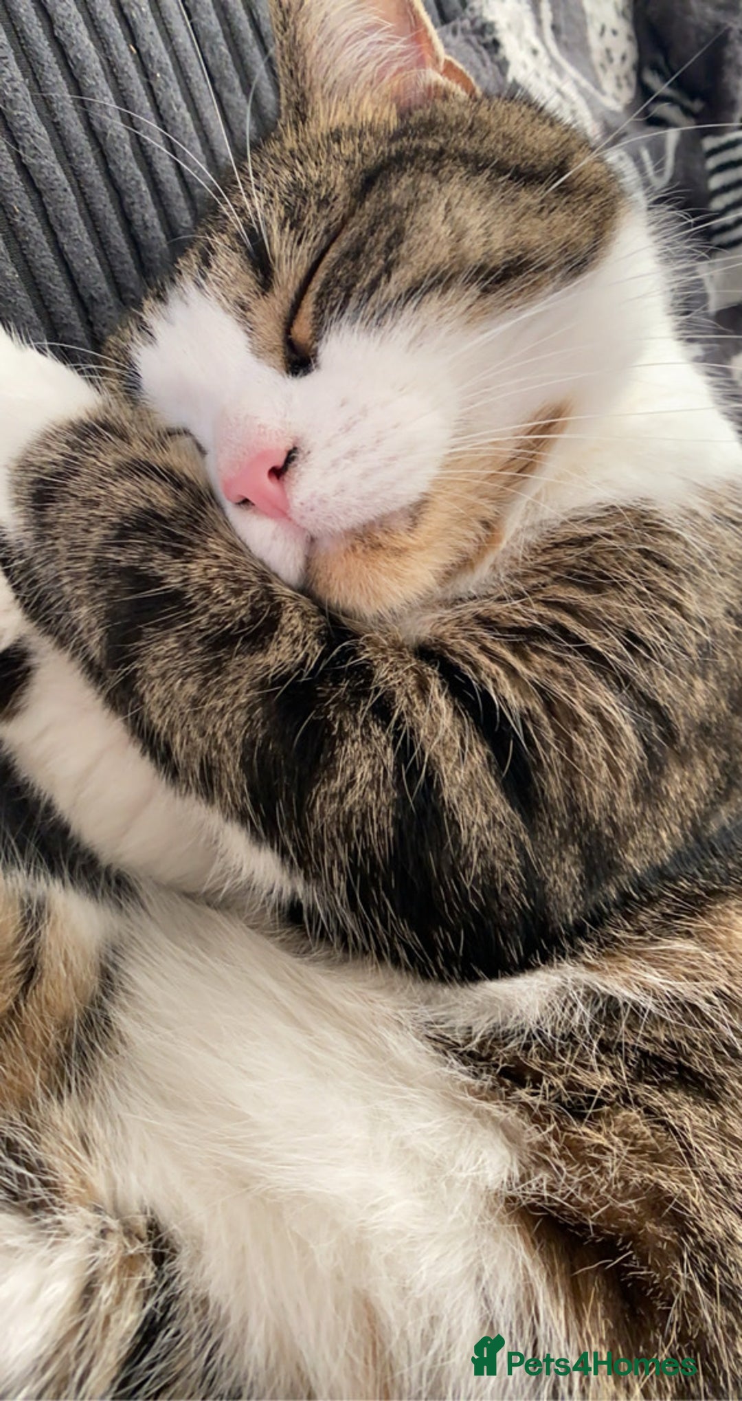Domestic Shorthair cats for sale: Needs a forever loving home - Image 4