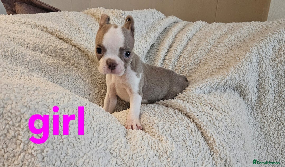 Boston Terrier dogs for sale: Lilac boston babies  - Image 17