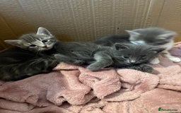 Mixed Breed cats for sale: Gorgeous kittens ready soon - 2 boys, 2 girls - Image 6