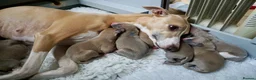 Whippet dogs for sale: Crufts winning parents - Advert 3