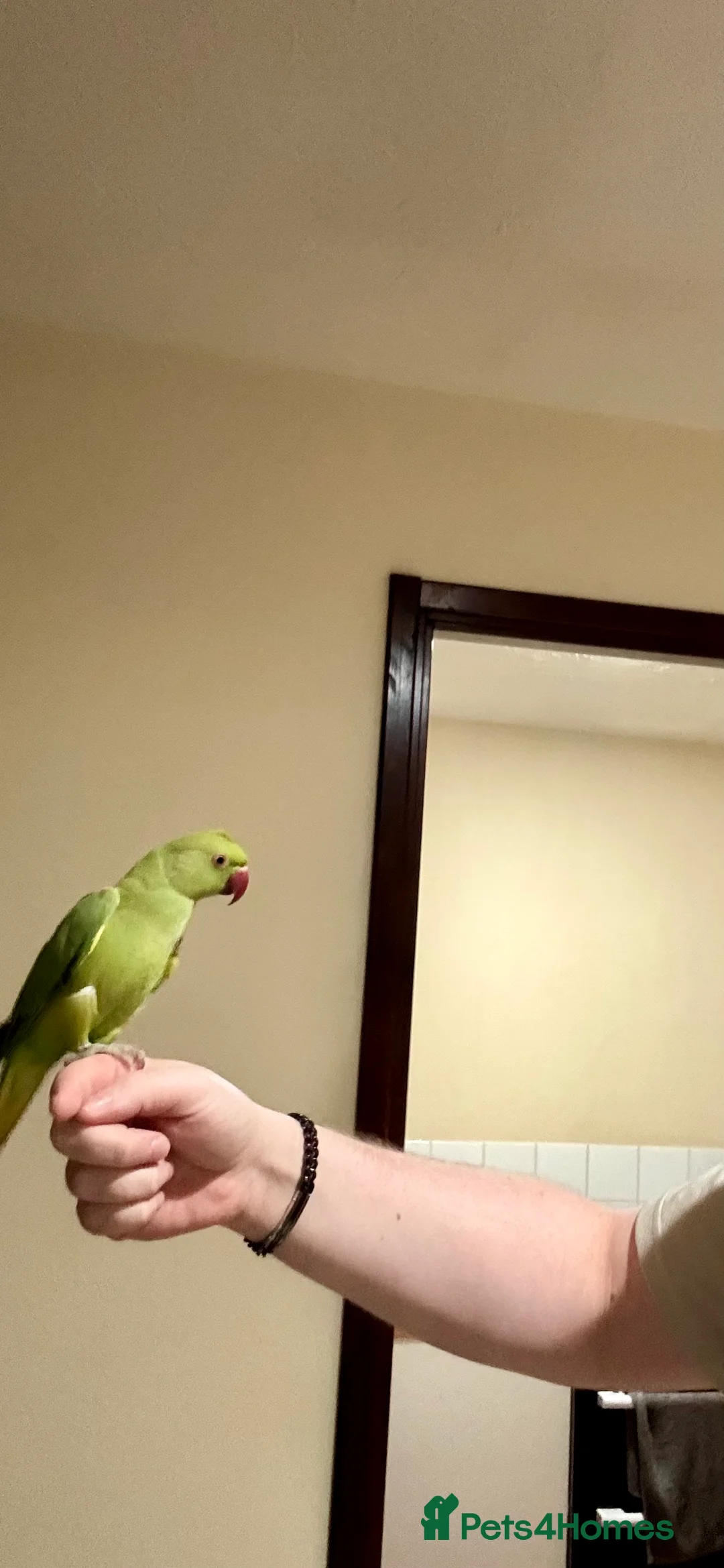 Ringnecks birds for sale: Indian ring neck FEMALE  - Advert 3