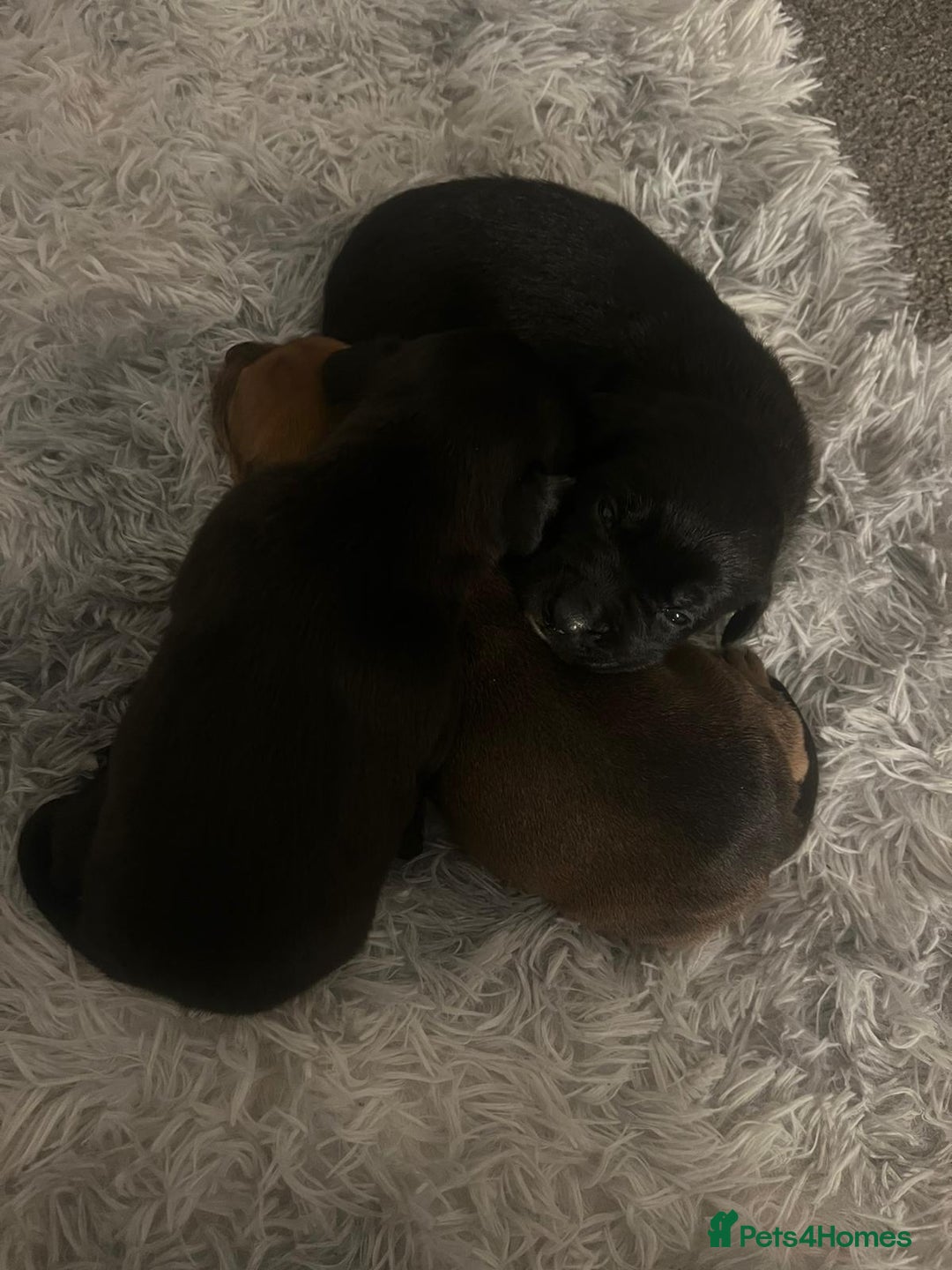 Mixed Breed dogs for sale: Our beautiful girl has had 8 puppies  - Image 3