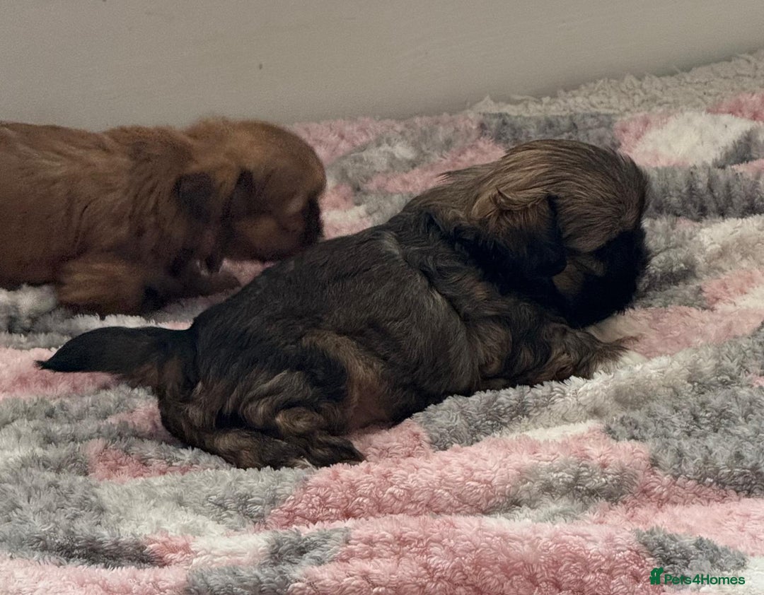 Shih Tzu dogs for sale: Pedigree imperial Shih Tzu puppies  - Advert 8