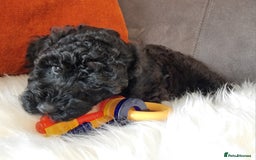 Cockapoo dogs for sale: Adorable best friend pups, sold fully vaccinated - Image 5
