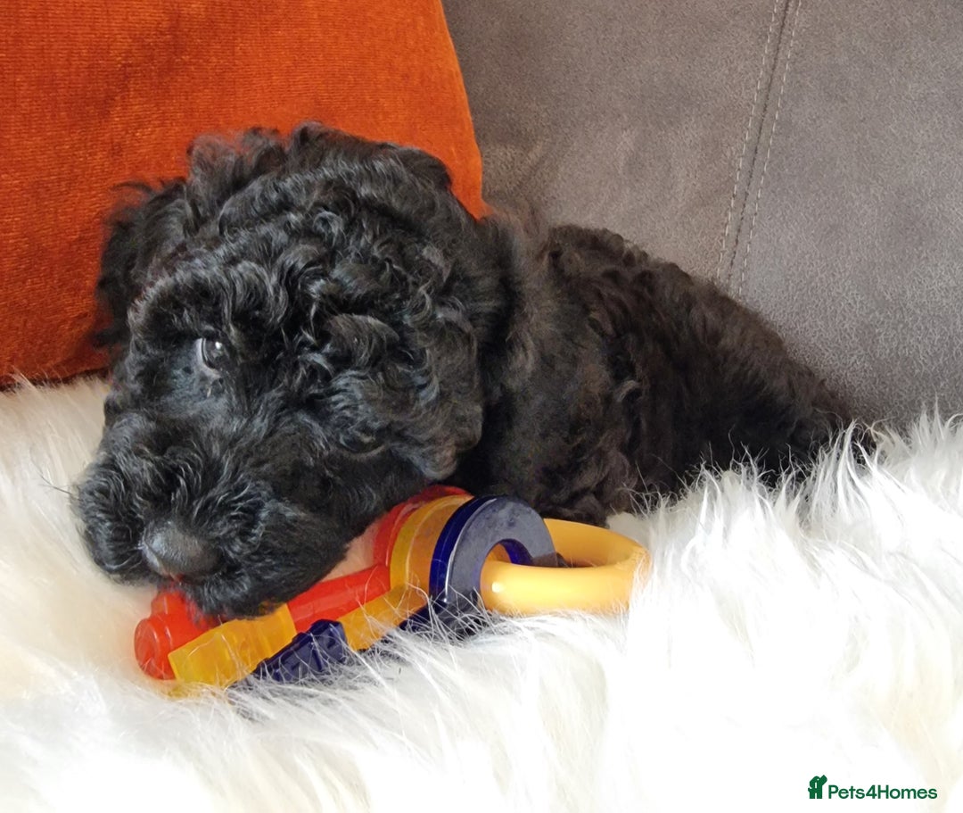 Cockapoo dogs for sale: Adorable best friend pups, sold fully vaccinated - Image 5