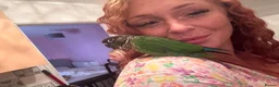 Conures birds for sale: Green cheek conure - Advert 7