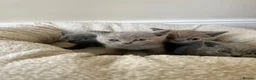 British Shorthair cats for sale: Stunning British shorthair kittens  in Birmingham - Advert 31