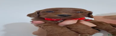 Cockapoo 4