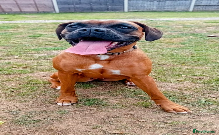 Boxer dogs - Advert 1