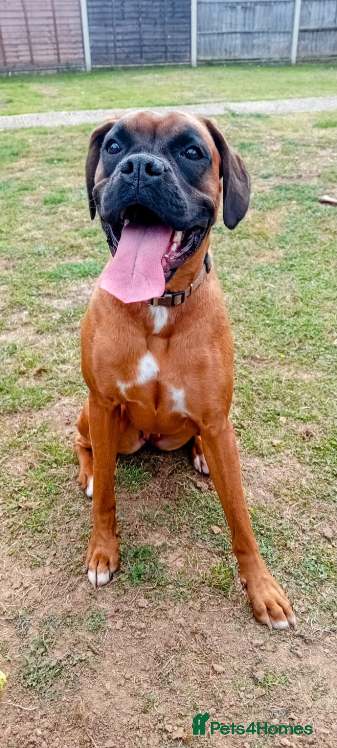 Boxer dogs for sale: Female boxer for sale  - Image 1