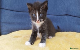 Ragdoll cats for sale: Half Ragdoll - one boy and four girls - Image 12