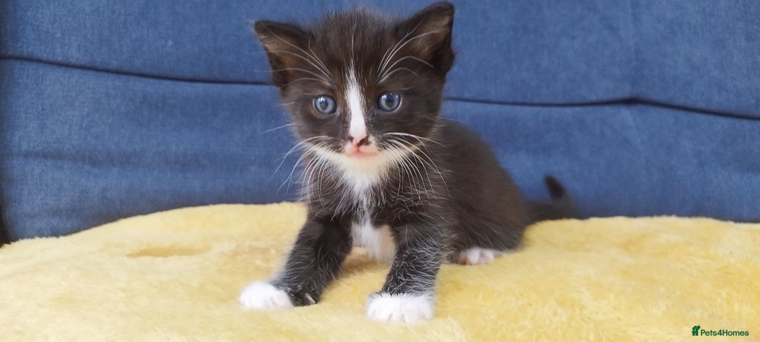 Ragdoll cats for sale: Half Ragdoll - one boy and four girls - Image 12