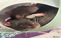 Rat rodents for sale: 3 male rats for rehoming(with cage and accessories - Image 9