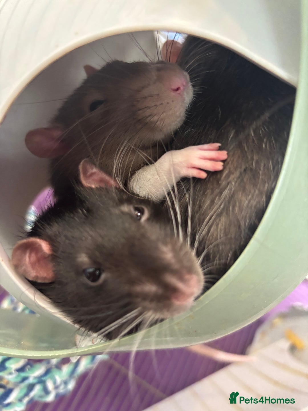 Rat rodents for sale: 3 male rats for rehoming(with cage and accessories - Image 9