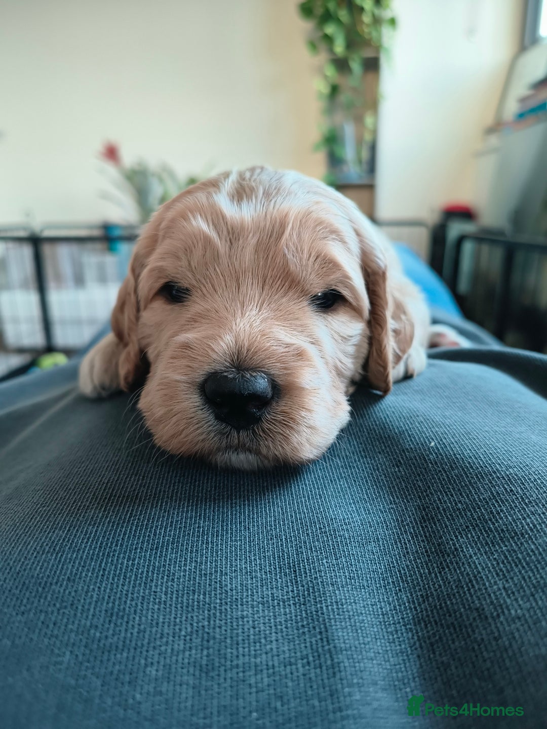 Labradoodle dogs for sale: Australian Labradoodle Puppies - Advert 22