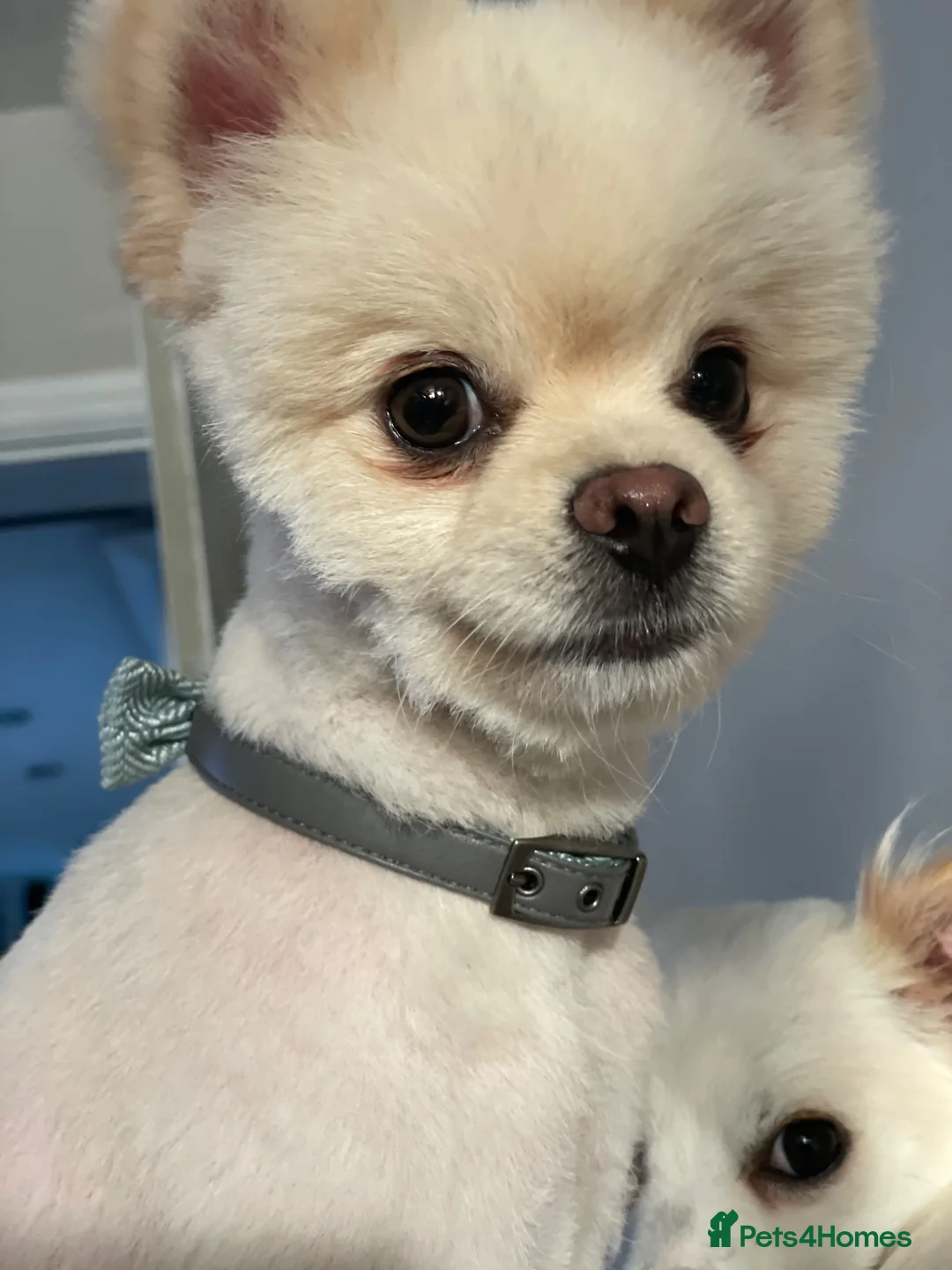 Pomeranian dogs for sale: URGENT SALE STUNNING POM BEAR BOY 21 months old in Winsford - Advert 2